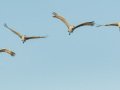 Sandhill Crane - Salton Sea - Unit 1, Imperial County, California, 11/21/2016