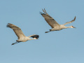 Sandhill Crane - Salton Sea - Unit 1, Imperial County, California, 11/21/2016