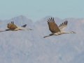 Sandhill Crane - Salton Sea - Unit 1, Imperial County, California, 11/21/2016