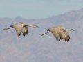Sandhill Crane - Salton Sea - Unit 1, Imperial County, California, 11/21/2016