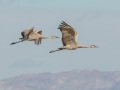 Sandhill Crane - Salton Sea - Unit 1, Imperial County, California, 11/21/2016