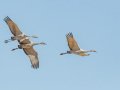 Sandhill Crane - Salton Sea - Unit 1, Imperial County, California, 11/21/2016