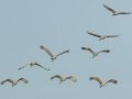 Sandhill Crane - Salton Sea - Unit 1, Imperial County, California, 11/21/2016