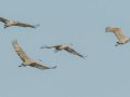 Sandhill Crane - Salton Sea - Unit 1, Imperial County, California, 11/21/2016
