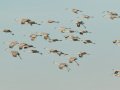 Sandhill Crane - Salton Sea - Unit 1, Imperial County, California, 11/21/2016