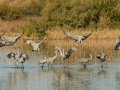 Sandhill Crane - Salton Sea - Unit 1, Imperial County, California, 11/21/2016