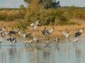 Sandhill Crane - Salton Sea - Unit 1, Imperial County, California, 11/21/2016