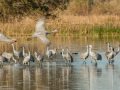 Sandhill Crane - Salton Sea - Unit 1, Imperial County, California, 11/21/2016