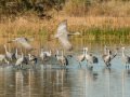 Sandhill Crane - Salton Sea - Unit 1, Imperial County, California, 11/21/2016