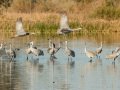 Sandhill Crane - Salton Sea - Unit 1, Imperial County, California, 11/21/2016