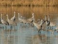 Sandhill Crane - Salton Sea - Unit 1, Imperial County, California, 11/21/2016