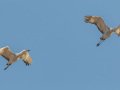 Sandhill Crane - Salton Sea - Unit 1, Imperial County, California, 11/21/2016