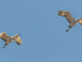Sandhill Crane - Salton Sea - Unit 1, Imperial County, California, 11/21/2016