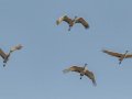 Sandhill Crane - Salton Sea - Unit 1, Imperial County, California, 11/21/2016