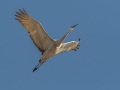 Sandhill Crane - Salton Sea - Unit 1, Imperial County, California, 11/21/2016