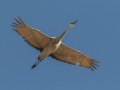 Sandhill Crane - Salton Sea - Unit 1, Imperial County, California, 11/21/2016