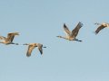 Sandhill Crane - Salton Sea - Unit 1, Imperial County, California, 11/21/2016
