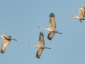 Sandhill Crane - Salton Sea - Unit 1, Imperial County, California, 11/21/2016