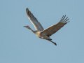 Sandhill Crane - Salton Sea - Unit 1, Imperial County, California, 11/21/2016