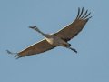 Sandhill Crane - Salton Sea - Unit 1, Imperial County, California, 11/21/2016