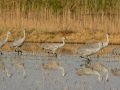 Sandhill Crane - Salton Sea - Unit 1, Imperial County, California, 11/21/2016