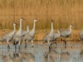 Sandhill Crane - Salton Sea - Unit 1, Imperial County, California, 11/21/2016