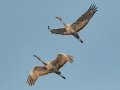 Sandhill Crane - Salton Sea - Unit 1, Imperial County, California, 11/21/2016