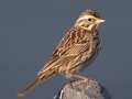 Savannah Sparrow - Belding's