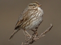 Savannah Sparrow - Large-billed
