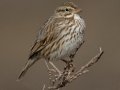 Savannah Sparrow - Large-billed