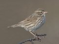 Savannah Sparrow - Large-billed