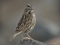 Savannah Sparrow - Belding's