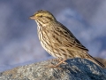 Savannah Sparrow (Belding's) - Bolsa Chica Ecological Reserve