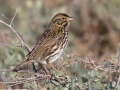 Savannah Sparrow (Belding's) - Bolsa Chica Ecological Reserve
