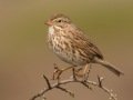 Savannah Sparrow - Large-billed