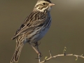 Savannah Sparrow - Belding's