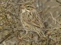 Savannah Sparrow - Large-billed