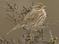 Savannah Sparrow - Large-billed
