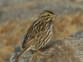 Savannah Sparrow - Belding's