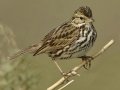 Savannah Sparrow - Belding's