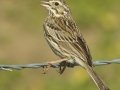 Savannah Sparrow - Migrant