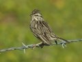 Savannah Sparrow - Migrant