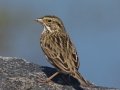 Savannah Sparrow - Belding's