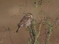 Savannah Sparrow - Migrant