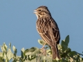 Savannah Sparrow - Migrant