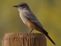 Say's Phoebe - Ramona Grasslands Preserve, Rangeland Rd, San Diego, California, 11/2/2016