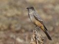 Say's Phoebe - Lake Hodges--east end (footbridge, lakebed, scrub), San Diego, California, 12/31/2017