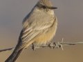 Say's Phoebe - Ramona Grasslands Preserve, Rangeland Rd, San Diego, California, 11/25/2017