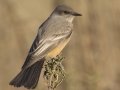 Say's Phoebe - Ramona Grasslands Preserve, Rangeland Rd, San Diego, California, 11/25/2017