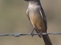 Say's Phoebe - Rangeland Rd., San Diego, California, 11/19/2017